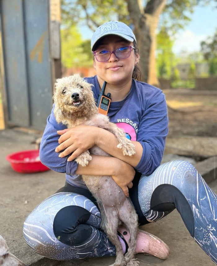 Shelter dog