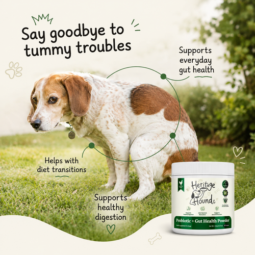 Probiotic + Gut Health Powder