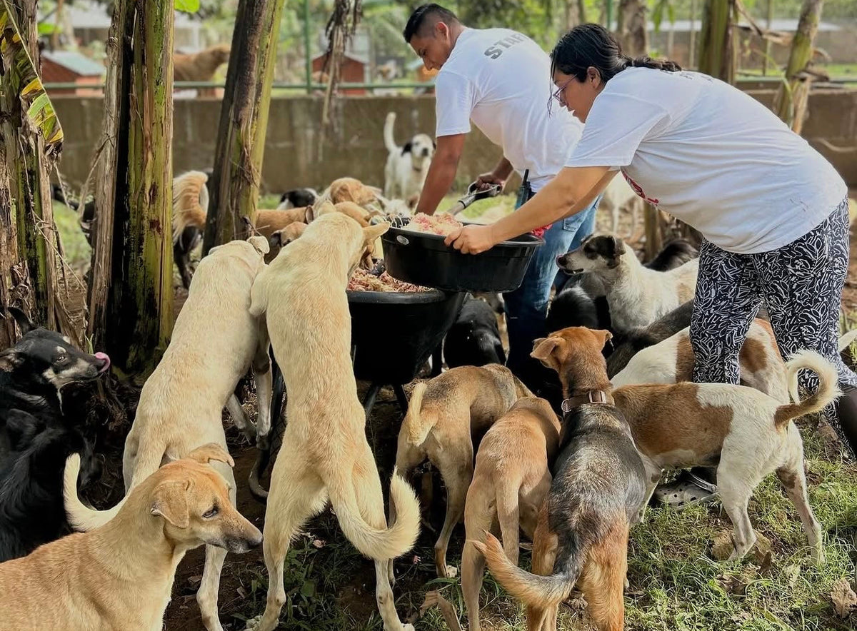 Dogs we help