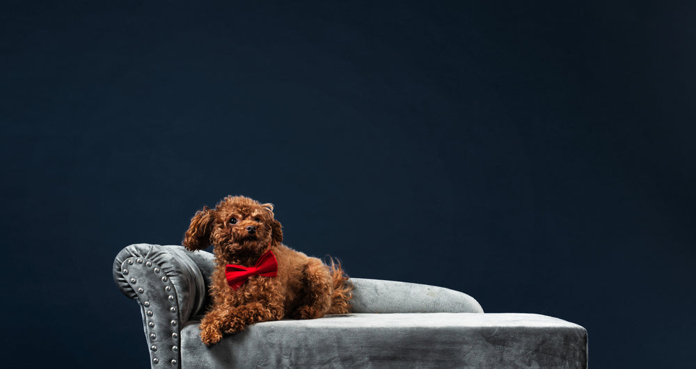Heritage Hound